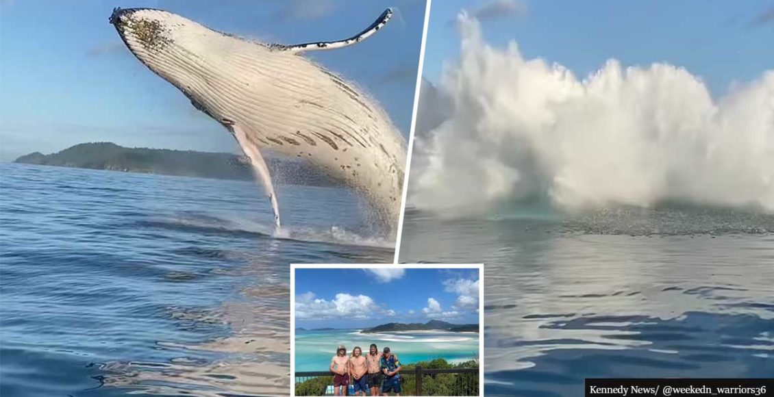 WATCH: Amazing Moment A Giant Whale Jumps Meters From Stunned Aussies Relaxing On Their Boat