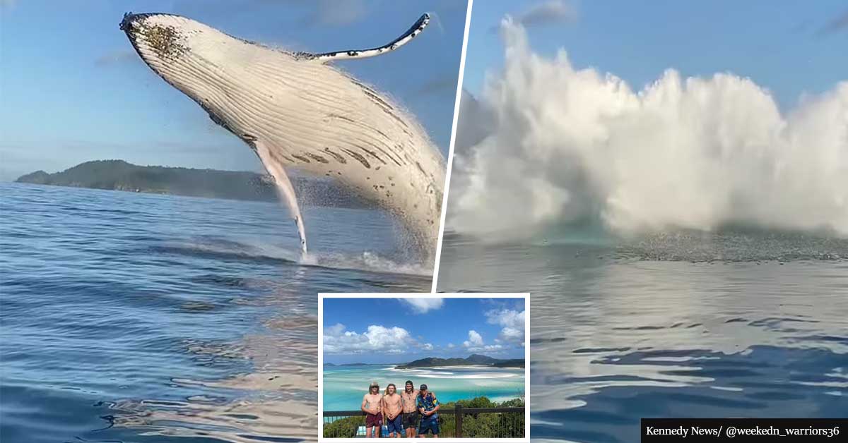 WATCH: Amazing Moment A Giant Whale Jumps Meters From Stunned Aussies Relaxing On Their Boat