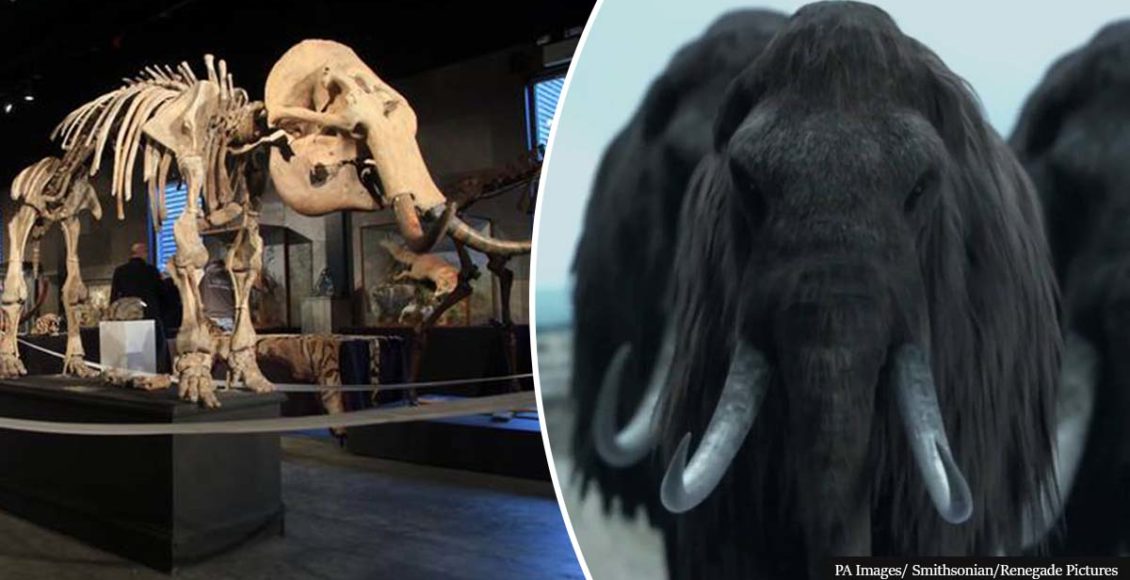 Woolly Mammoth to be brought back to life after 10,000 years of extinction