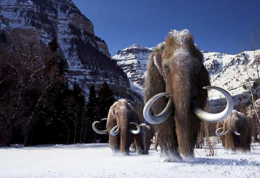 Woolly Mammoth To Be Brought Back To Life After 10,000 Years Of