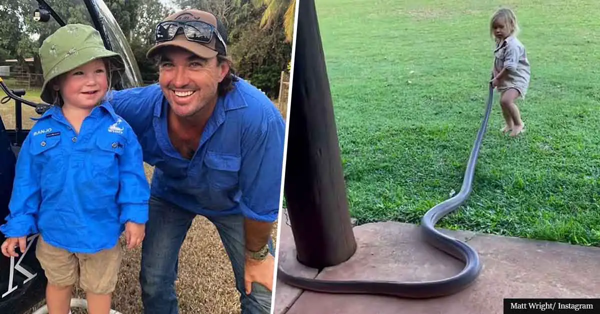 Croc Hunter's Two-Year-Old Boy Fearlessly Helps His Father Move A Massive Python Out Of The Garden