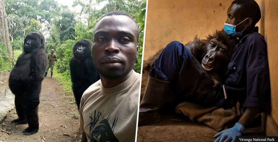 Female Gorilla In Viral 2019 Selfie Dies In The Arms Of The Man Who Saved Her Life As Baby