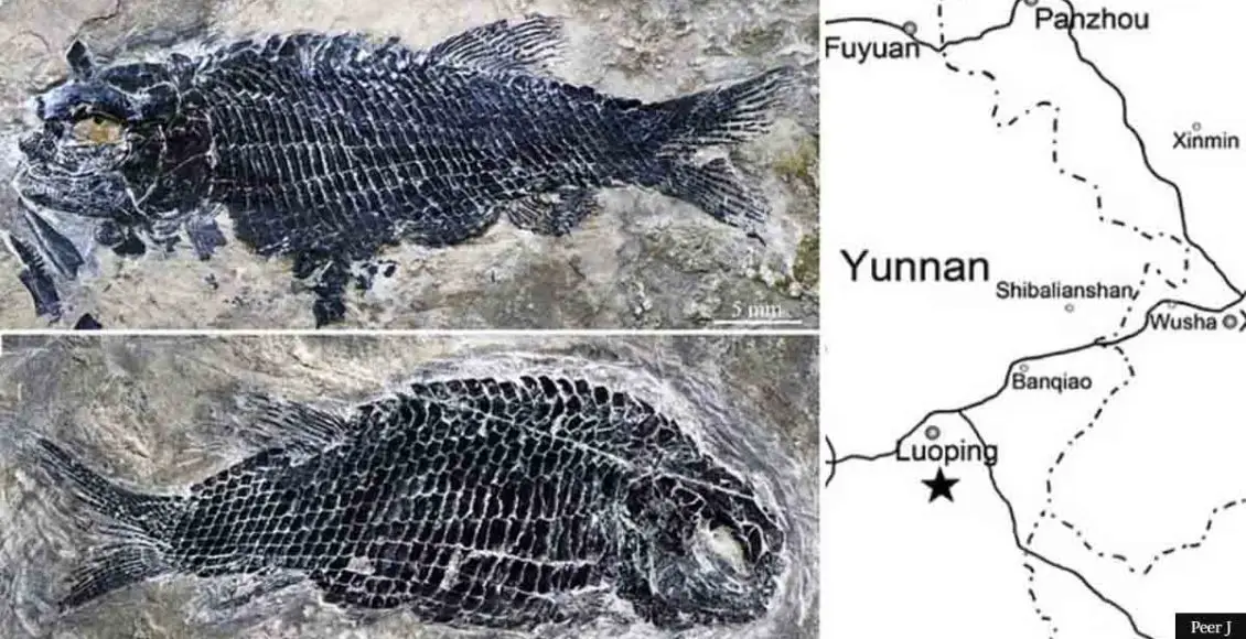 Fossils of extinct 244 million-year-old bony fish discovered in China
