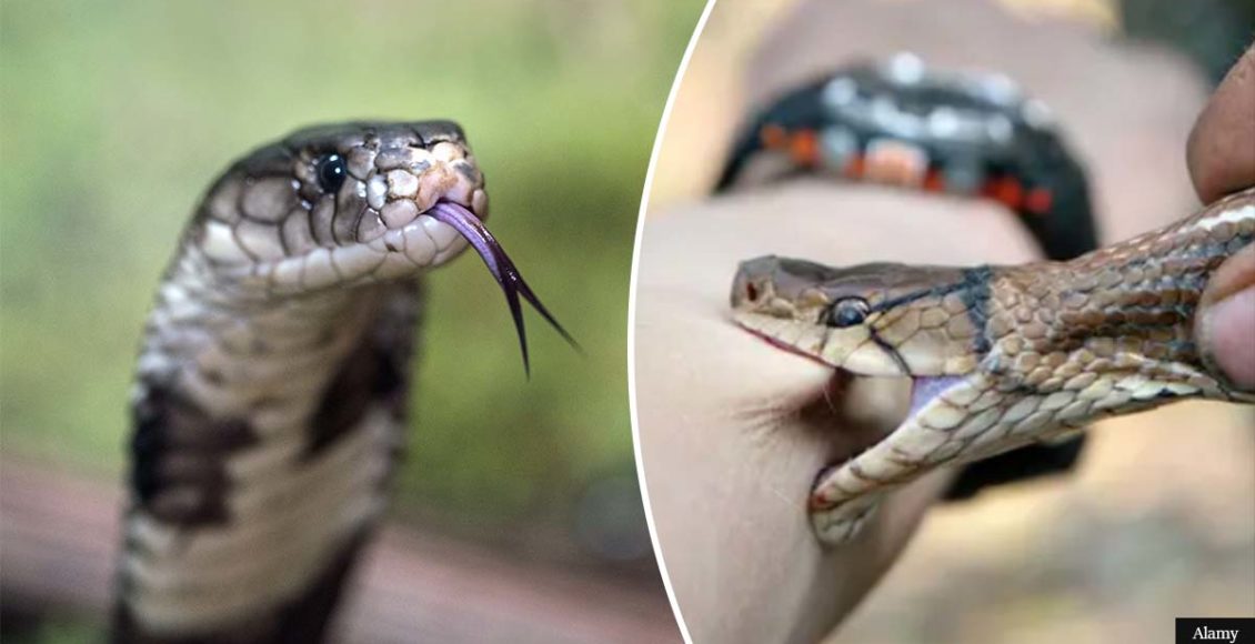 Man Who Used Cobra To Fake His Own Death To Claim Insurance Money Is Arrested