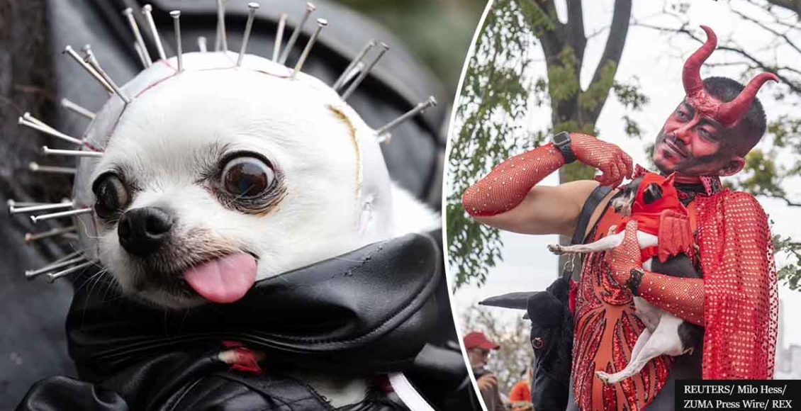 New York's Annual Halloween Dog Parade shows the most adorable dog costumes ever