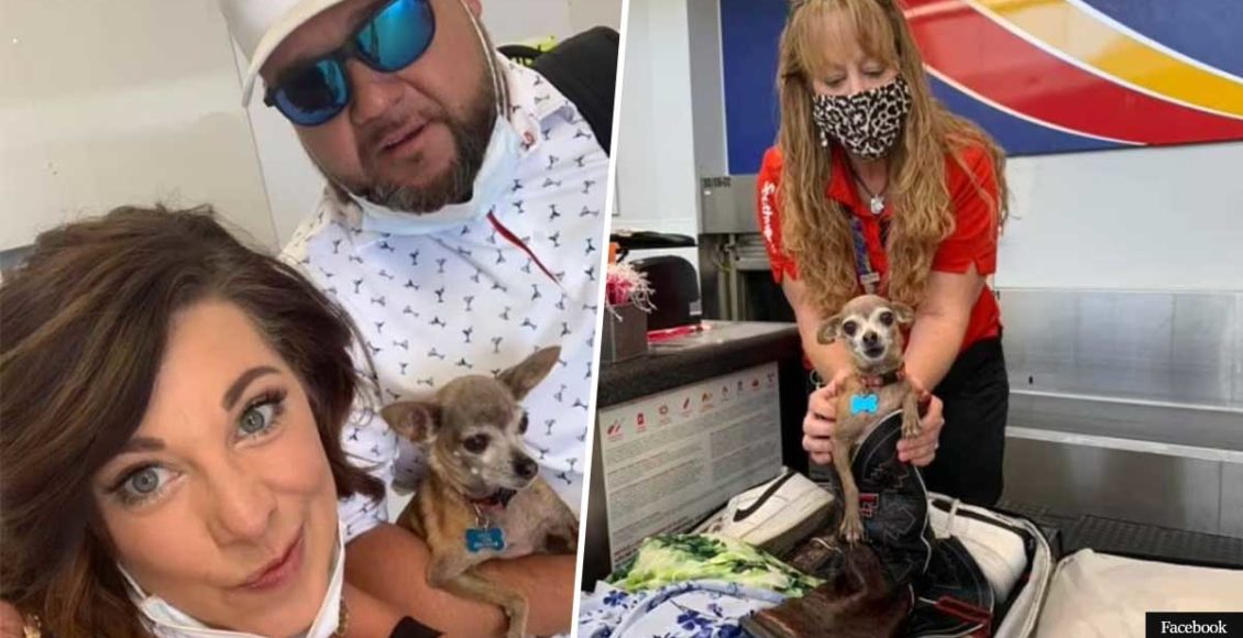 Pet Chihuahua Tries To Join Couple's Holiday By Hiding In Their Suitcase