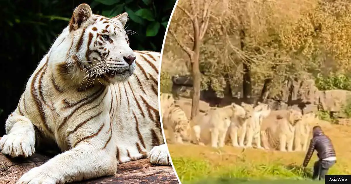 Pure Insanity: Man Confronts 11 White Tigers After Jumping Out Of Car