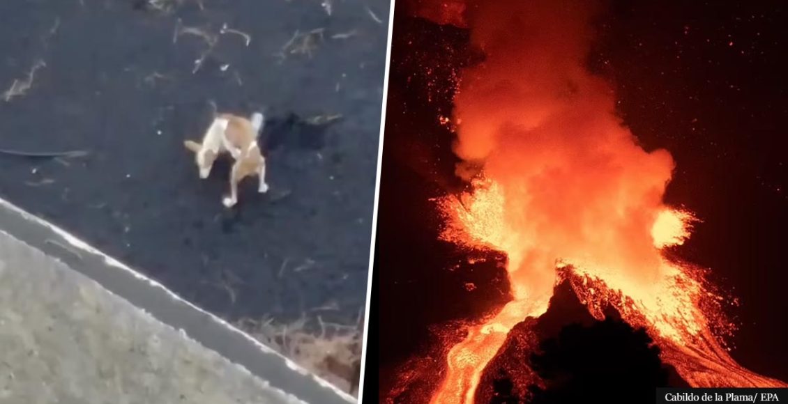 Starving dogs trapped by La Palma volcano lava will be rescued by DRONES