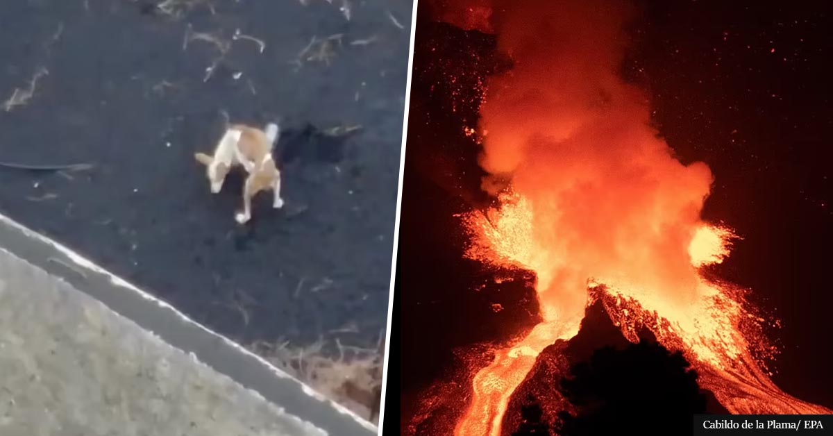 Starving dogs trapped by La Palma volcano lava will be rescued by DRONES