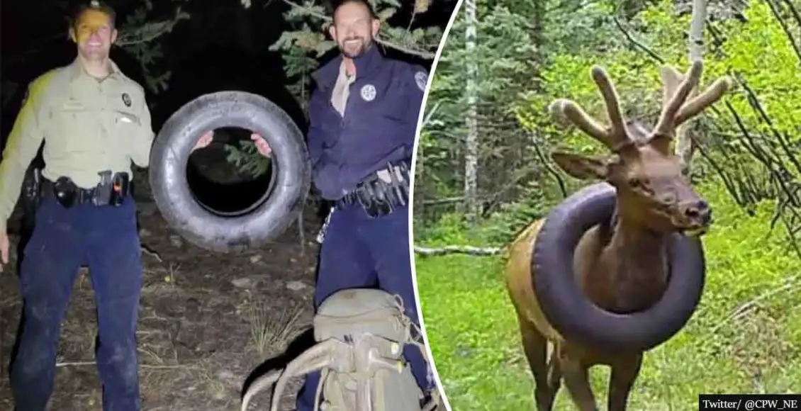 Wildlife officers finally remove tire from an elk's neck after two years