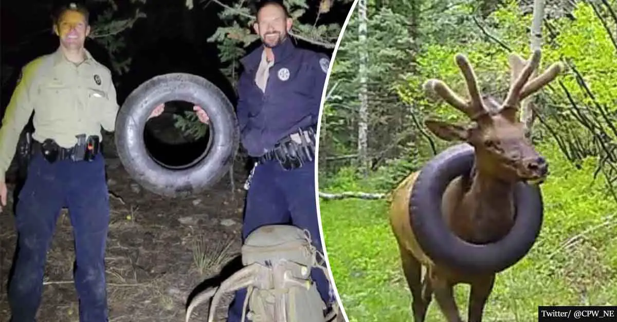 Wildlife officers finally remove tire from an elk's neck after two years