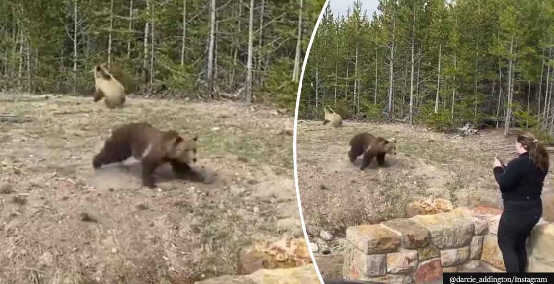 woman-gets-prison-time-for-trying-to-take-close-up-photos-of-grizzly-bear-mother