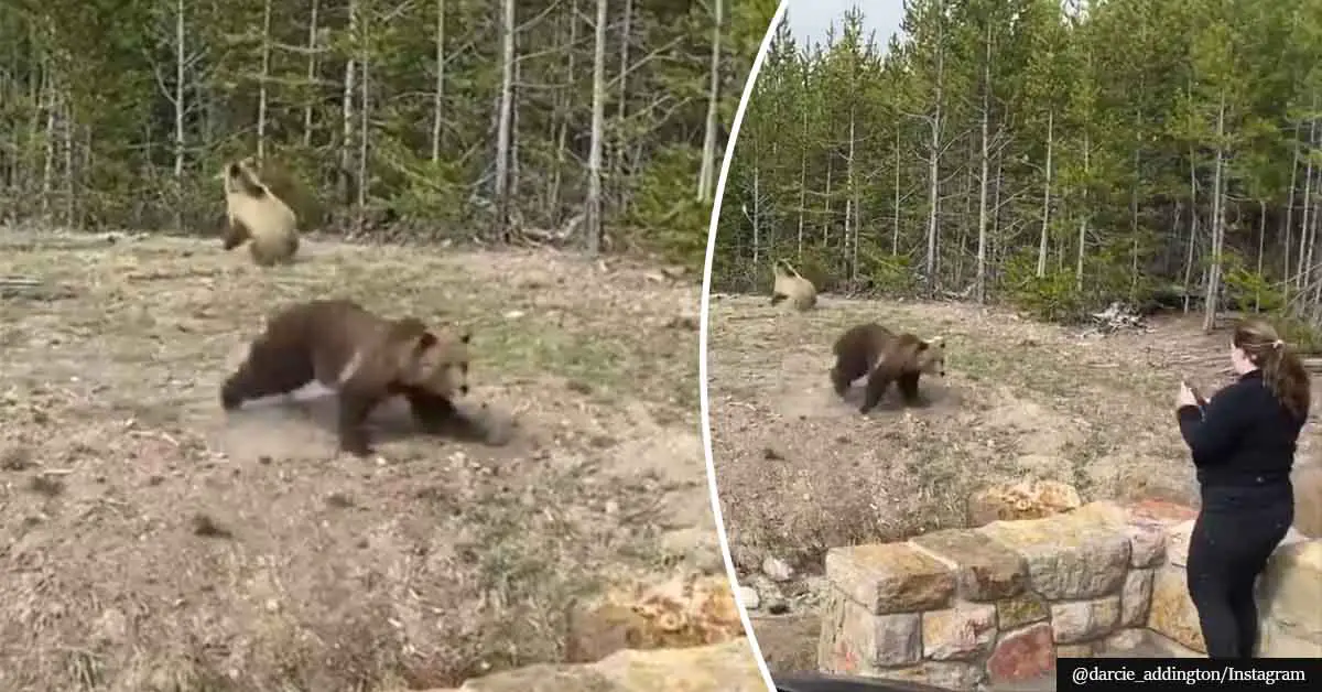 woman-gets-prison-time-for-trying-to-take-close-up-photos-of-grizzly-bear-mother