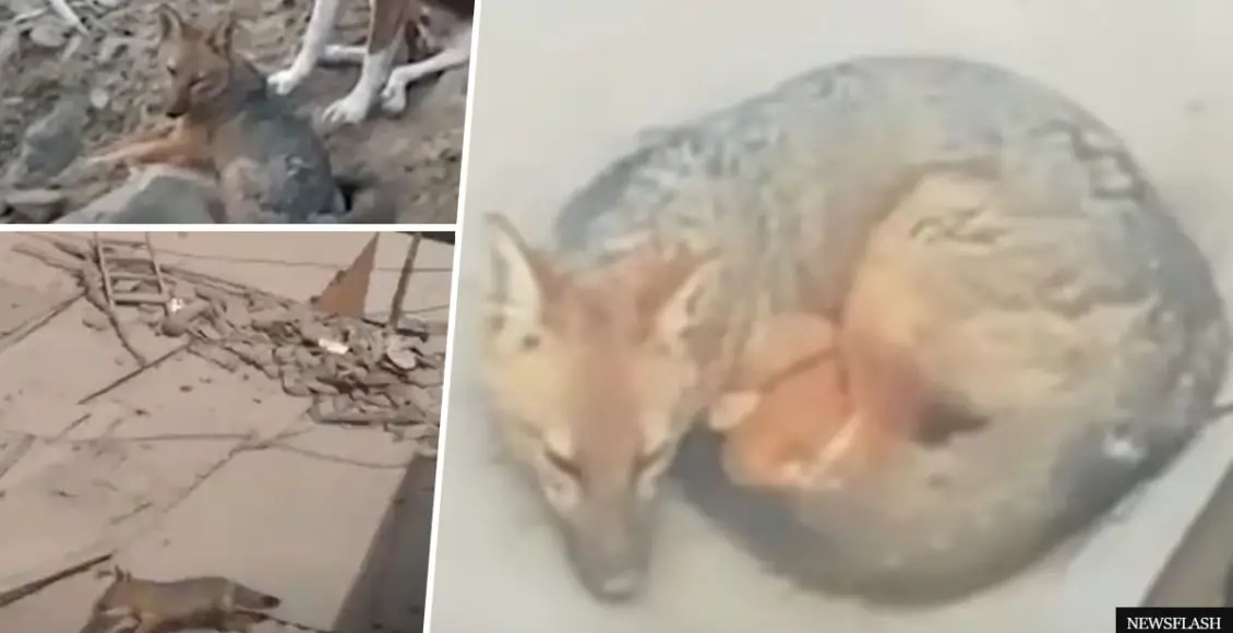 Family shocked to find out their 'Siberian Husky pup' is actually a fox when it starts killing chickens