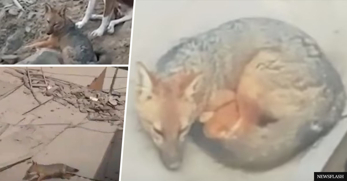 Family shocked to find out their 'Siberian Husky pup' is actually a fox when it starts killing chickens