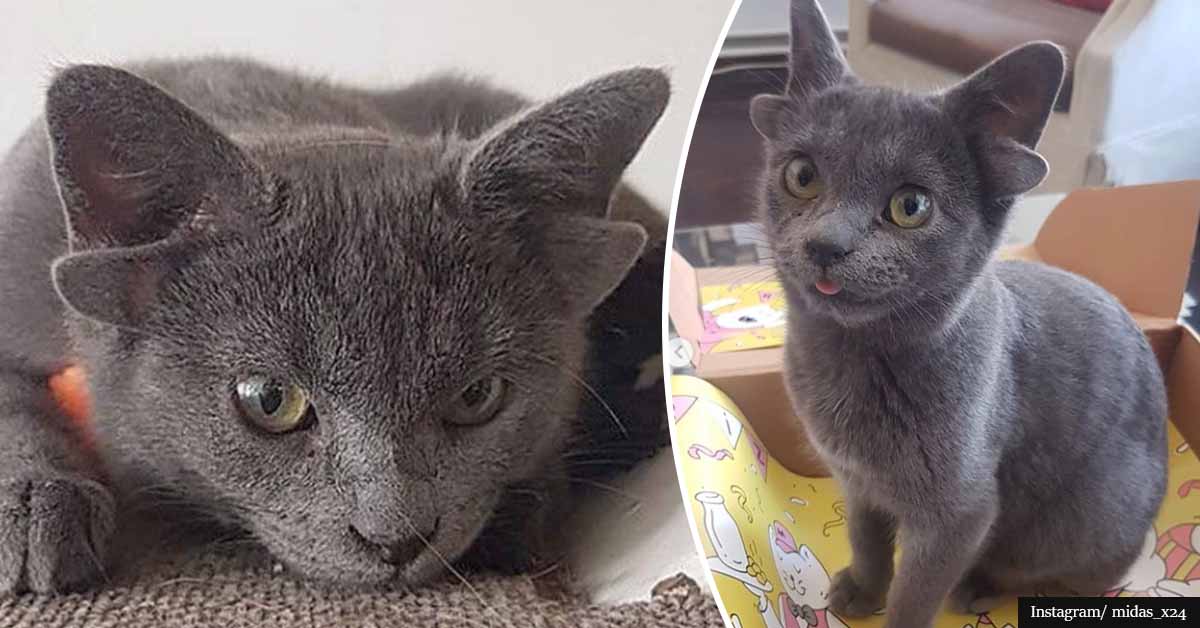 Adorable kitten born with FOUR ears goes Instagram viral in no time