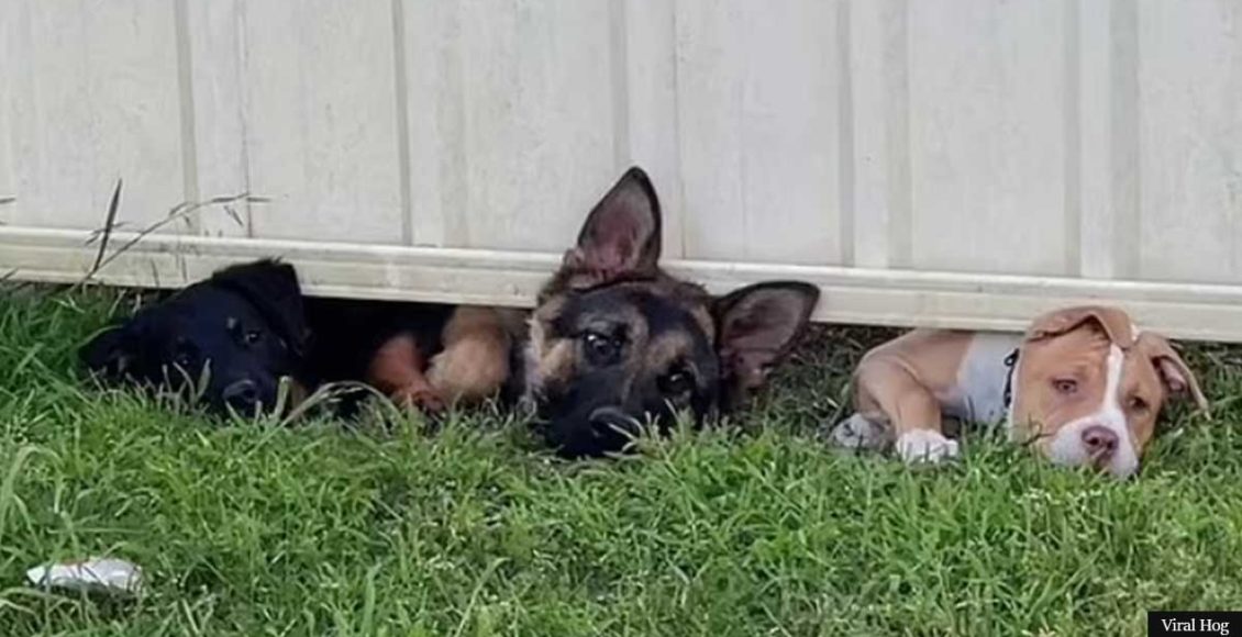 Adorable moment as puppies stick their heads under a fence to say hello to their new cat neighbor