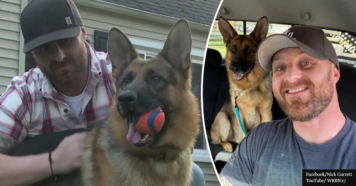Army vet reunites with his missing service dog on Veterans Day