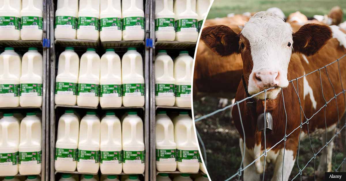 Cow’s milk WITHOUT cows to hit shops by 2023
