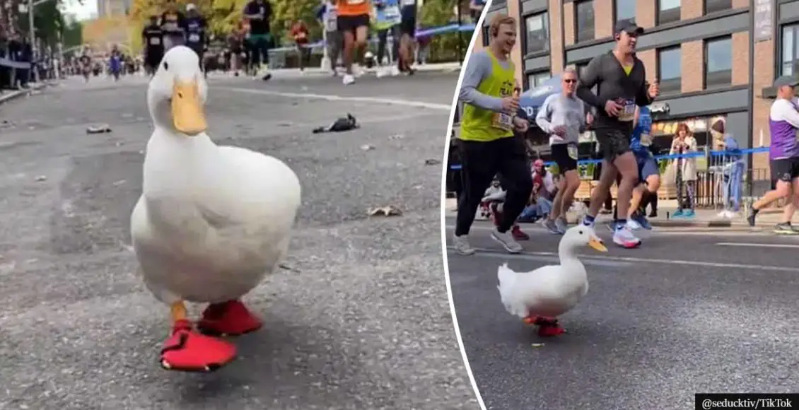 Emotional support DUCK wins the Internet running the NYC marathon