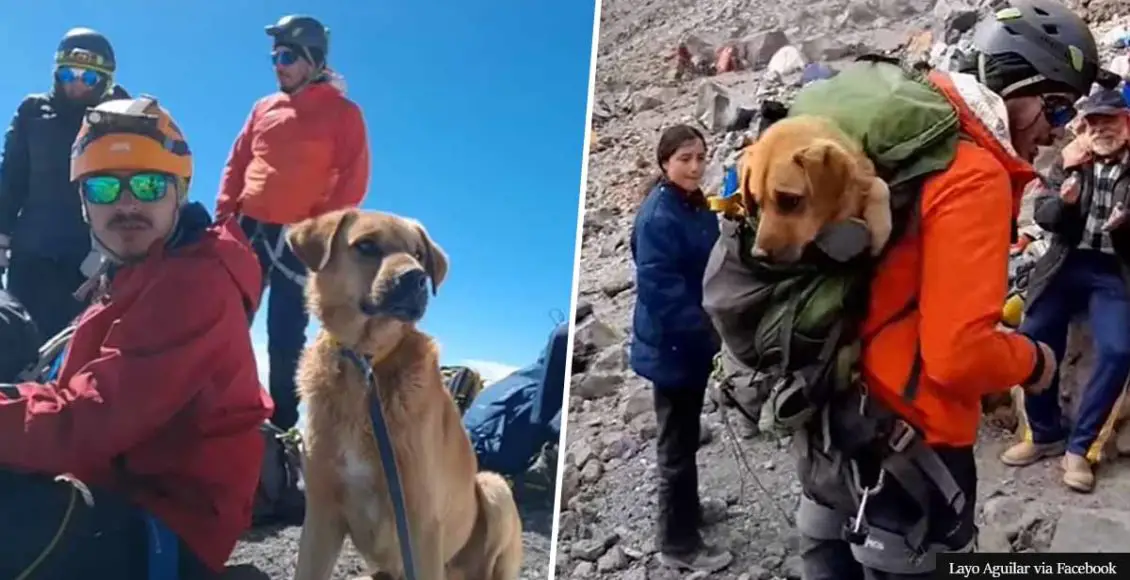 Mountain climbers return to Mexico's highest peak to rescue stray dog who followed them on trip