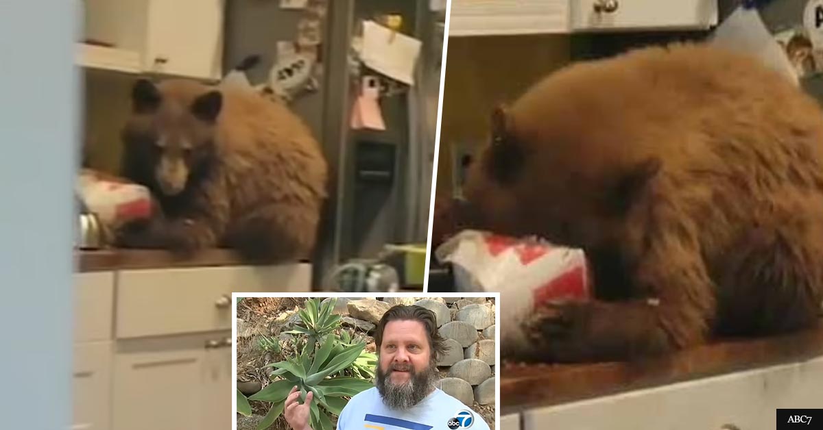 Man comes home and finds a bear chomping on his bucket of KFC chicken in his kitchen