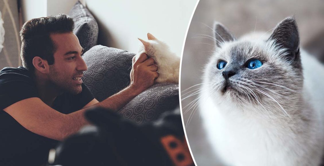 Man Reveals He Swapped His Wife’s Cat 6 Years Ago And She Never Found Out