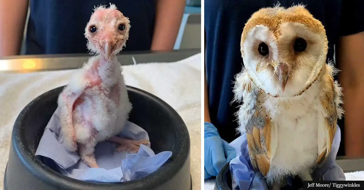 Ollie, the tiniest baby owl charity ever helped, makes astonishing recovery