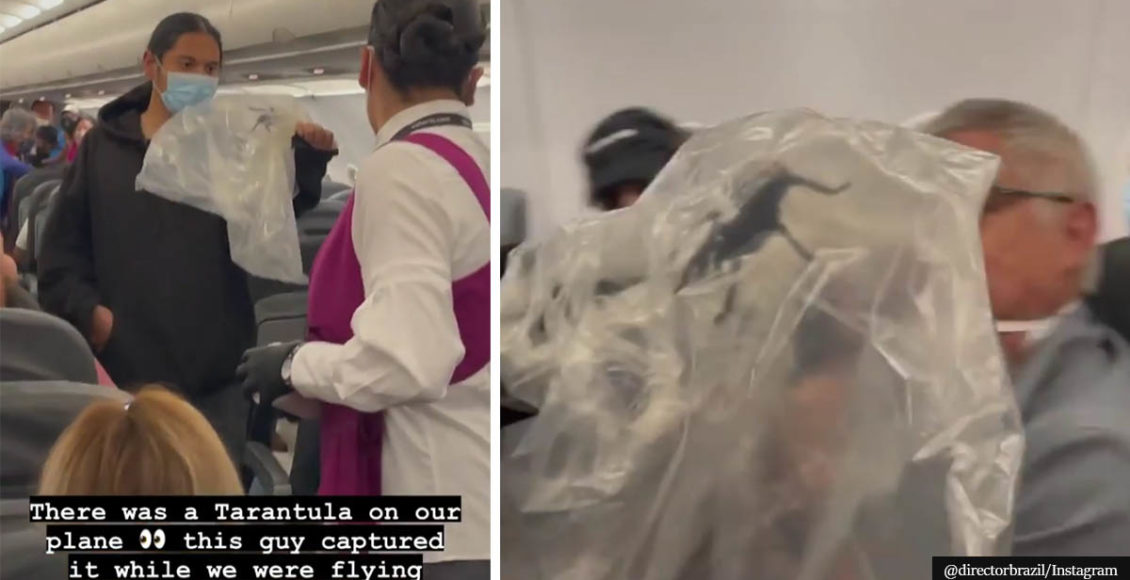 Passengers Horrified By Giant Tarantula Found On Airplane Mid-Flight