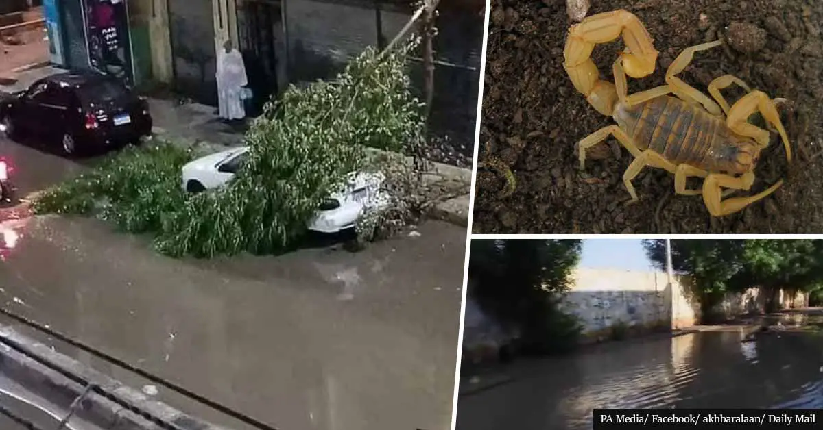 Three people dead and hundreds injured as storms wash scorpions into the Egypt streets