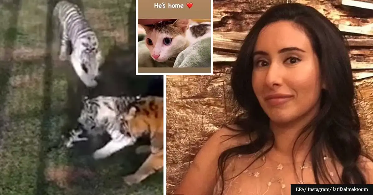 Tiny kitten miraculously survives being mauled by tigers and becomes a royalty’s pet