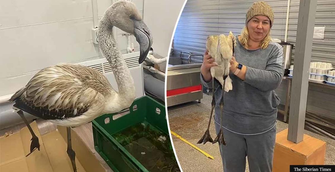 Two flamingos rescued after taking a wrong turn and ending up in SIBERIA, over 4000 miles away from their destination