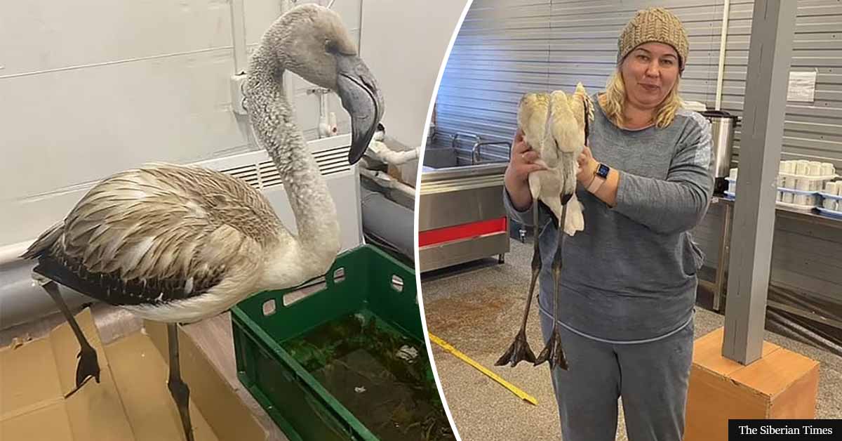 Two flamingos rescued after taking a wrong turn and ending up in SIBERIA, over 4000 miles away from their destination