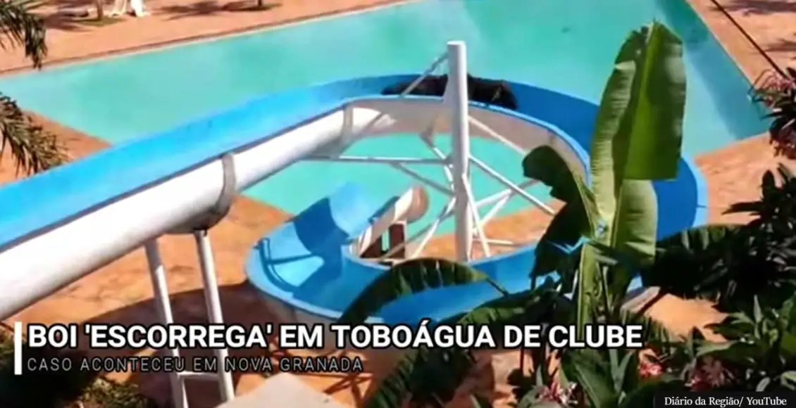 VIDEO: Cow Set For Slaughter Escapes Waterpark And Rides Slide