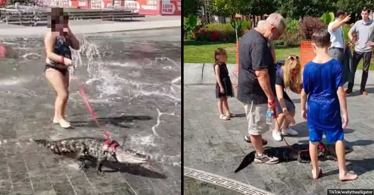 People In Awe After Man Spotted Walking An Emotional Support Alligator